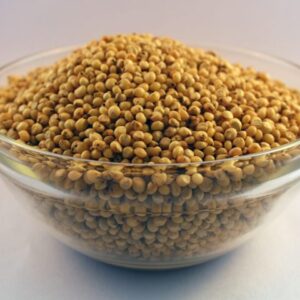 Jowar/Soreghum Bicolony