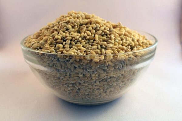 Wheat (Lokwan)