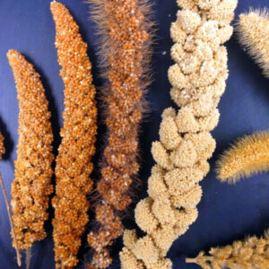 Organic Millets