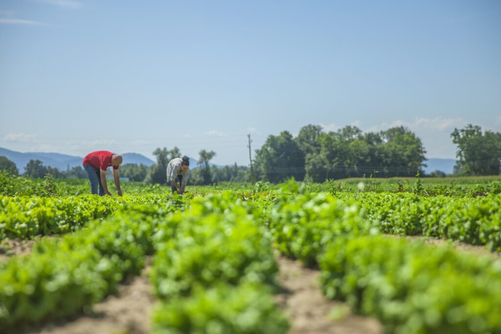 आवरण फसल (कवर फसल) Cover Crop